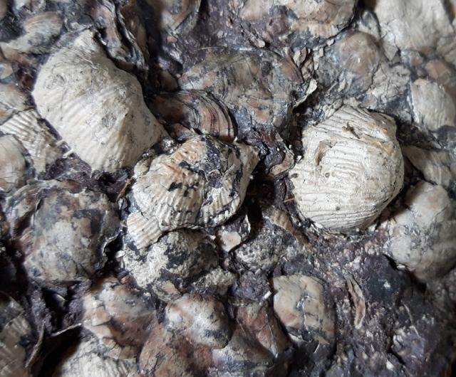 Composita ambigua (SOWERBY 1822) & Eomarginifera lobata (SOWERBY 1821) - Bild © FossNet FossilienStore